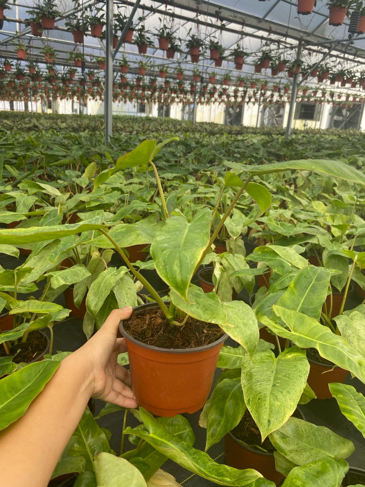 6" Philodendron Paraiso Verde