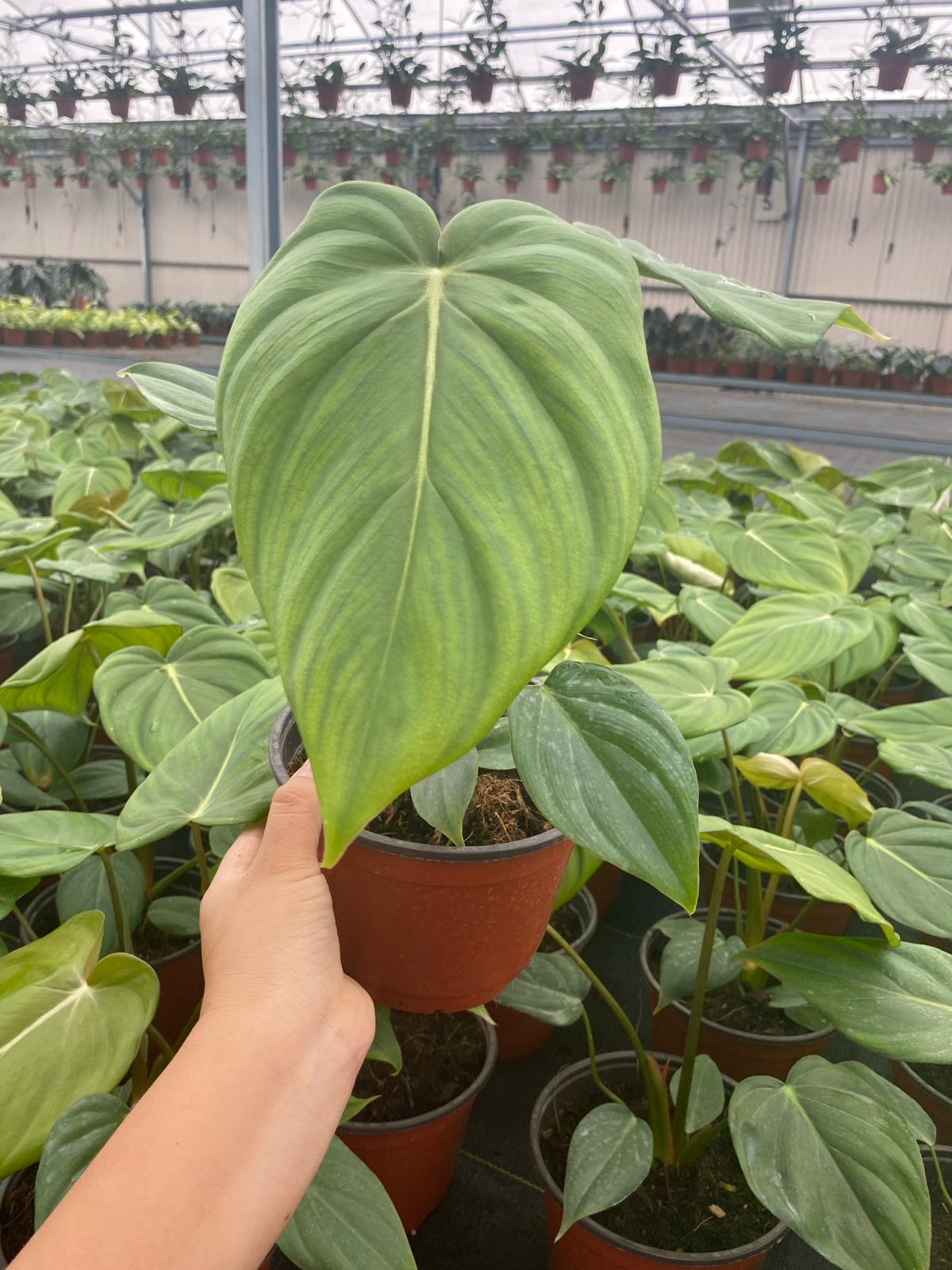 6" Philodendron Mcdowell