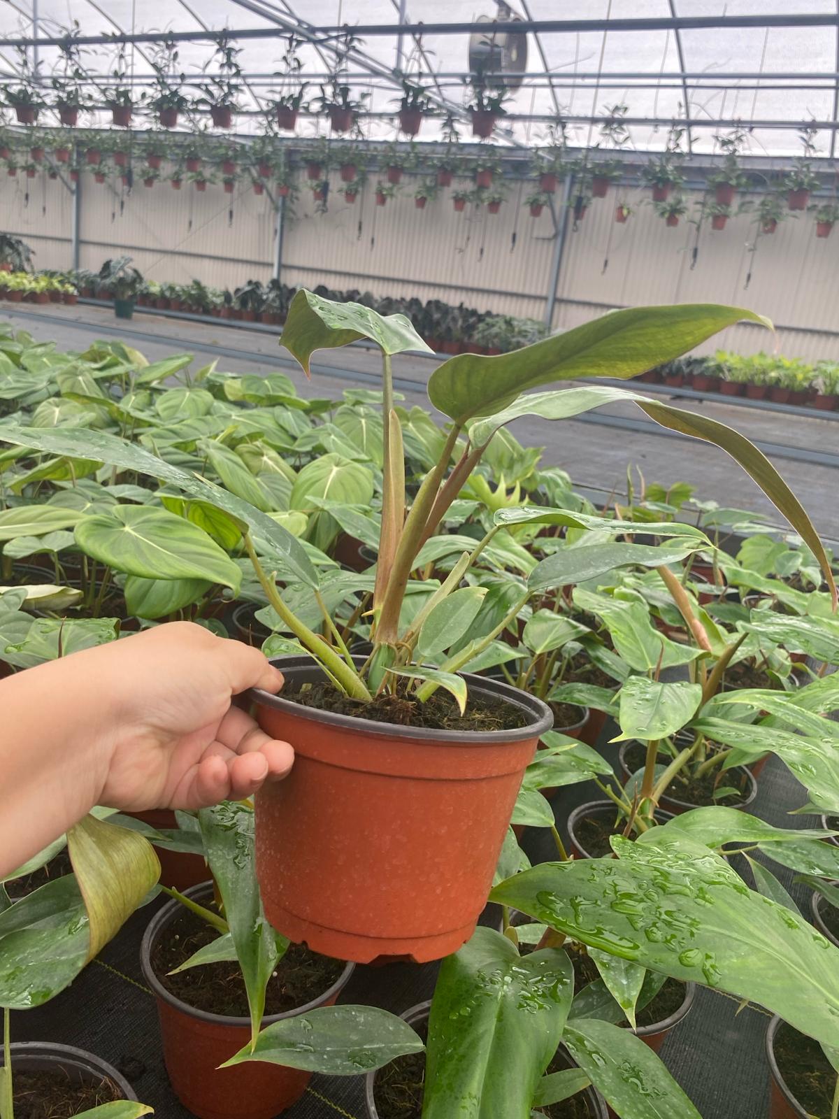 6" Philodendron Mexicanum