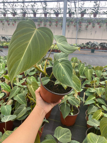 6" Philodendron Glorious