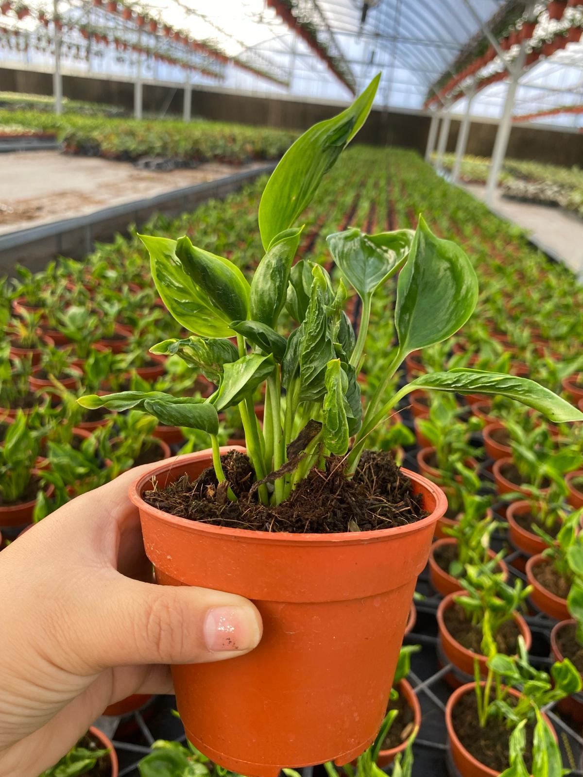 4"  Philodendron Shangri-la