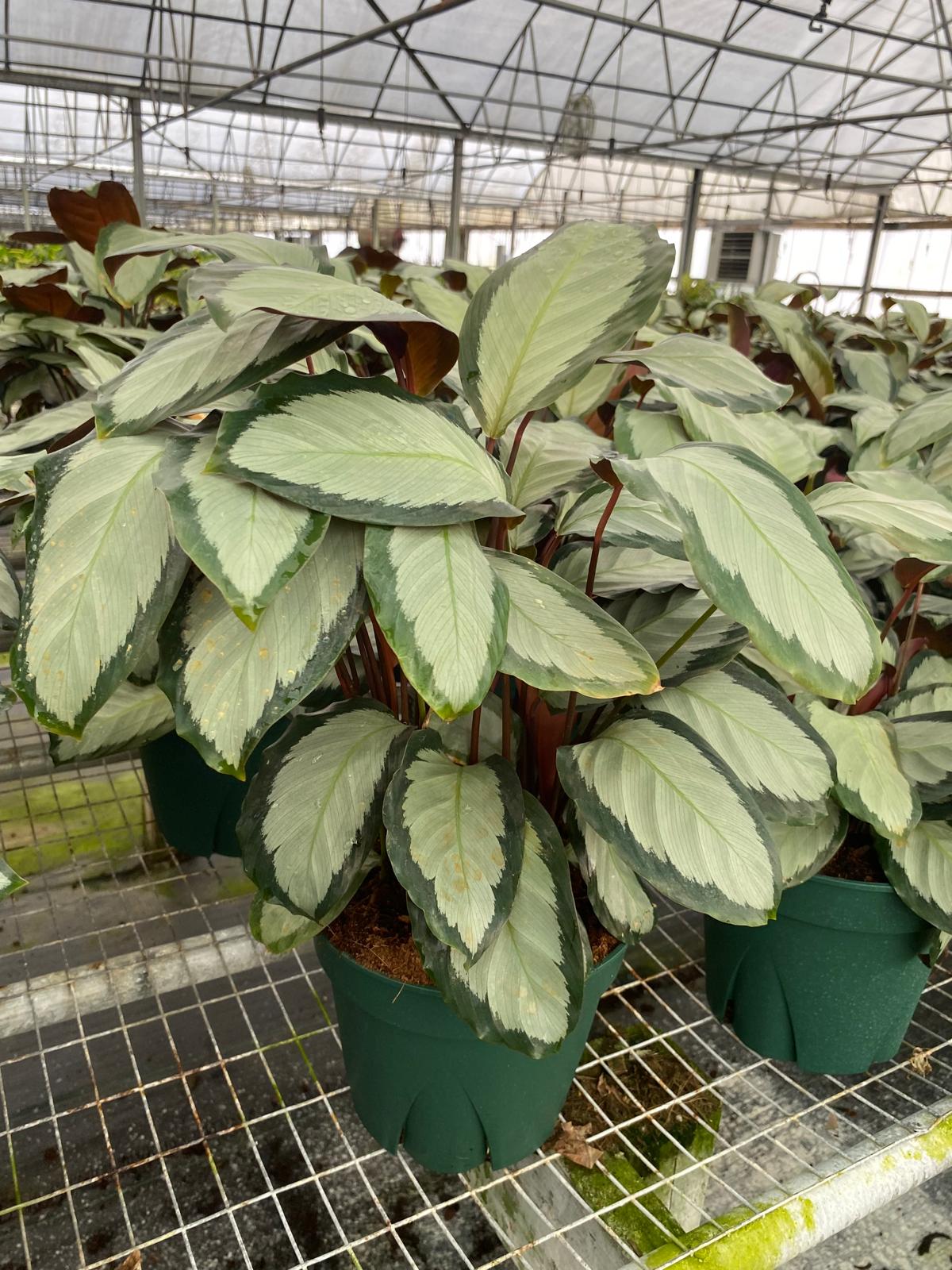 8” Calathea Picturata