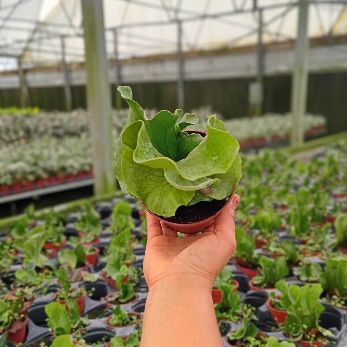 4" Platycerium angolense Welw.ex Hook