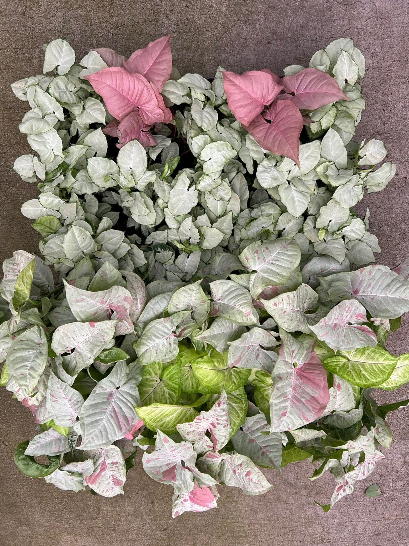 4" Syngonium Assorted