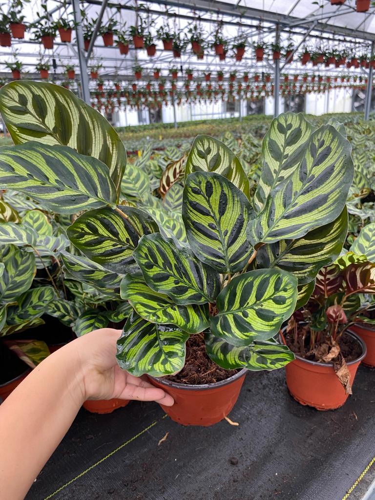 6” Calathea Makayona