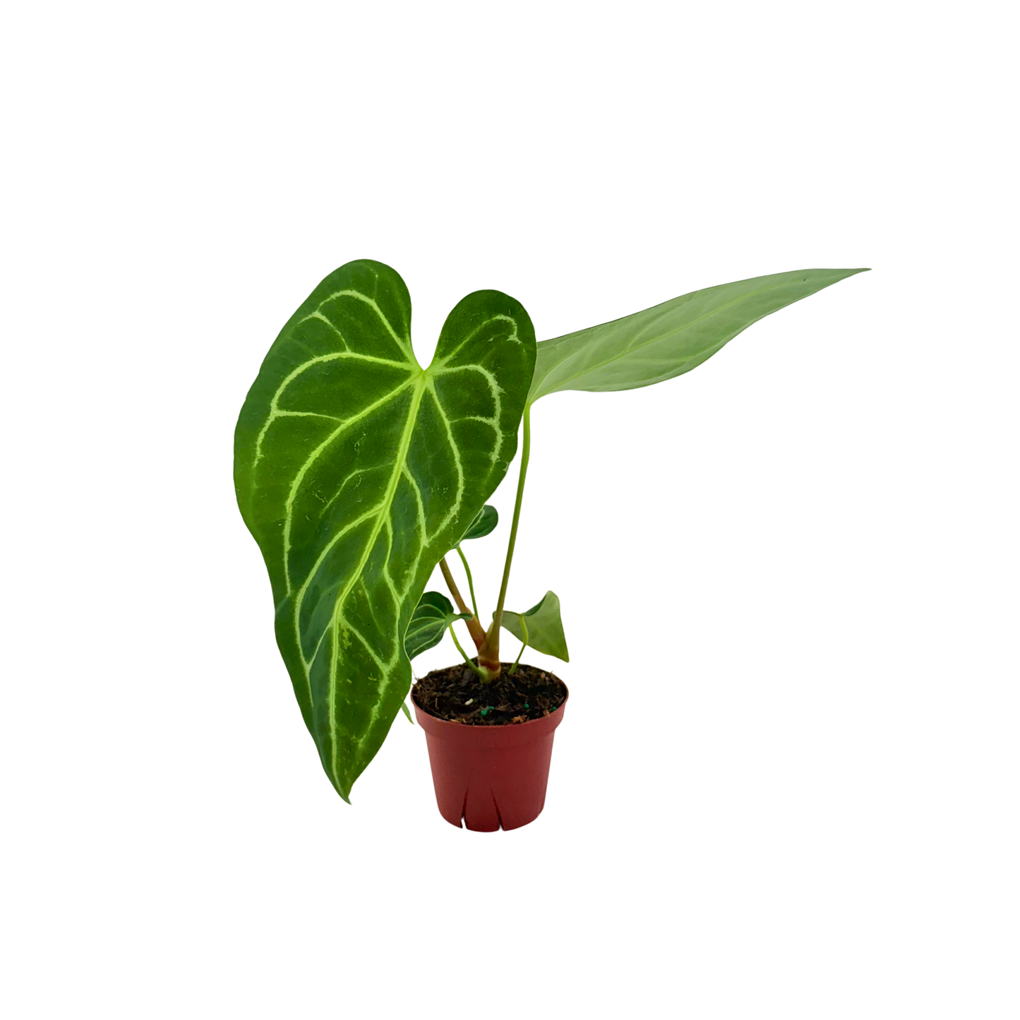 4" Anthurium Regale