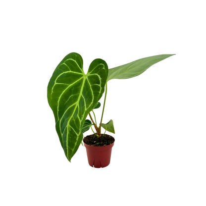 4" Anthurium Regale