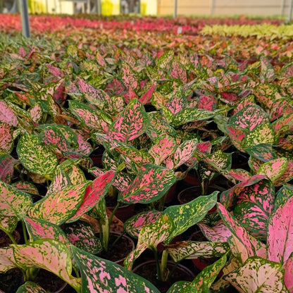 4" Aglaonema Katrina