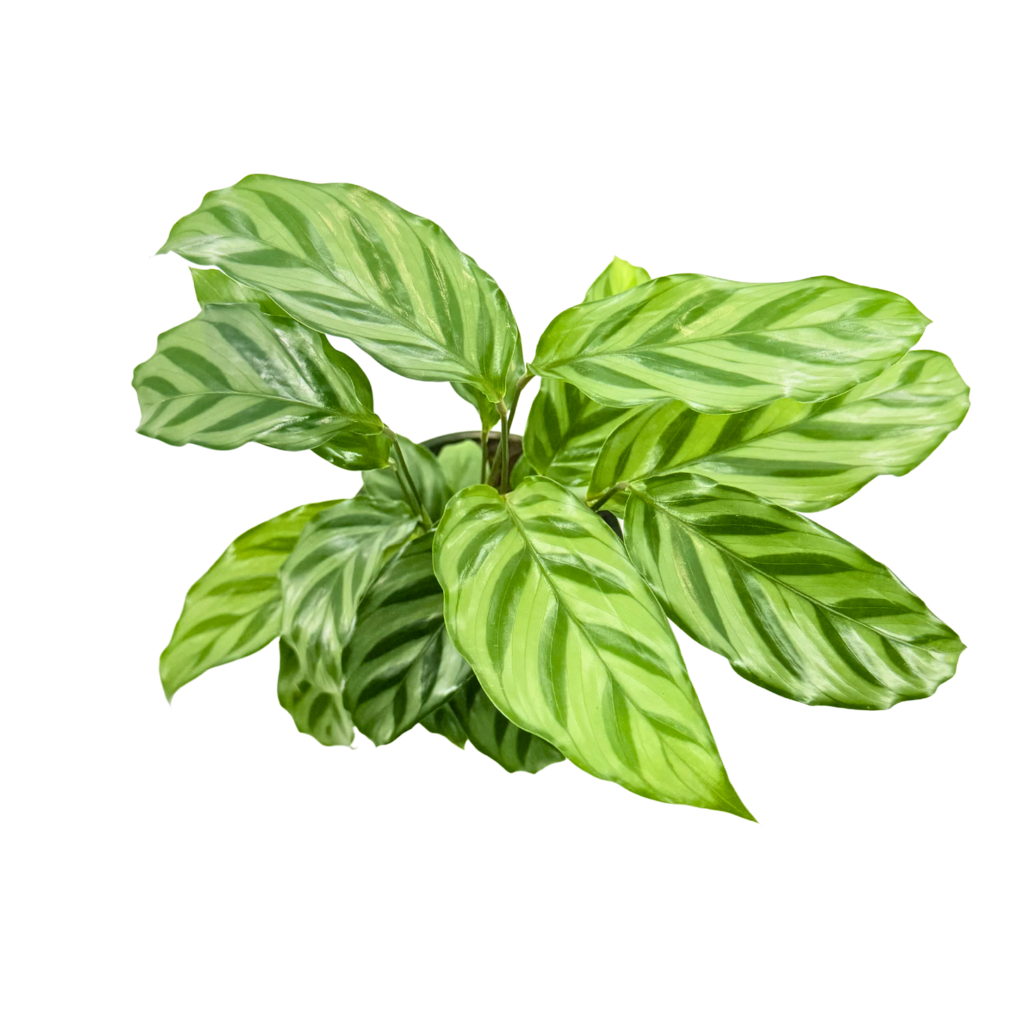 4” Calathea Freddie