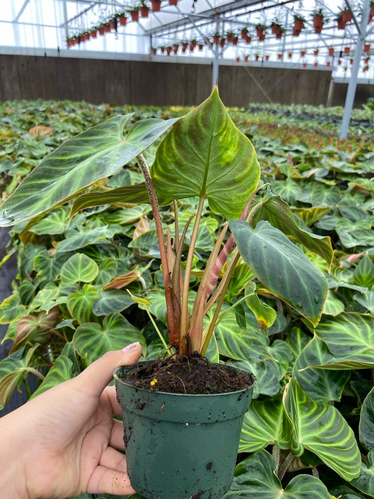 4" Philodendron Verrucosum