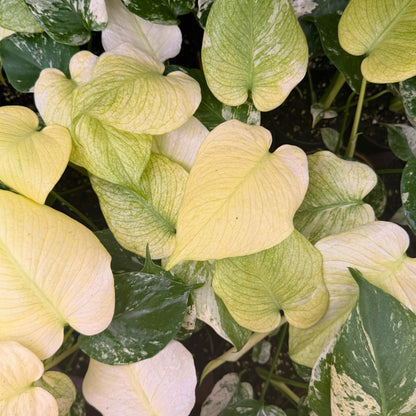 3.5" Monstera White Monster (High Variegation)
