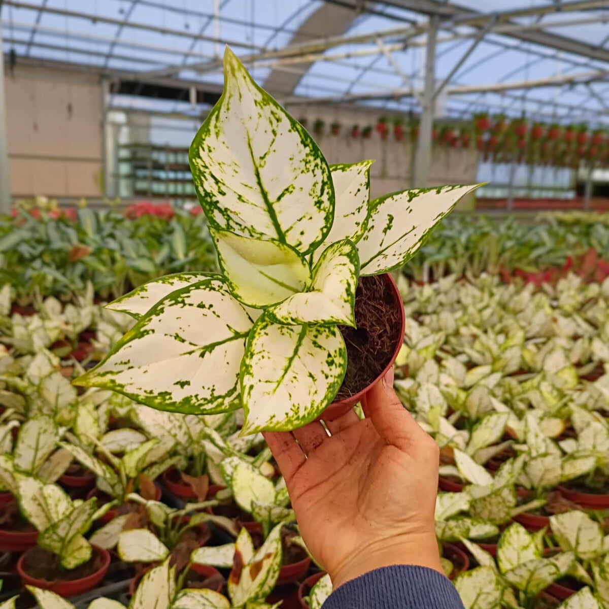 4" Aglaonema Super White