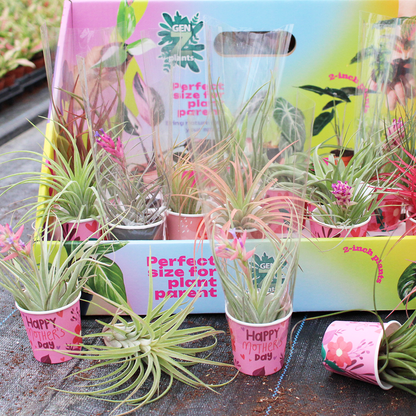 Air Plants Collection ( PACK 32 ASSORTED)