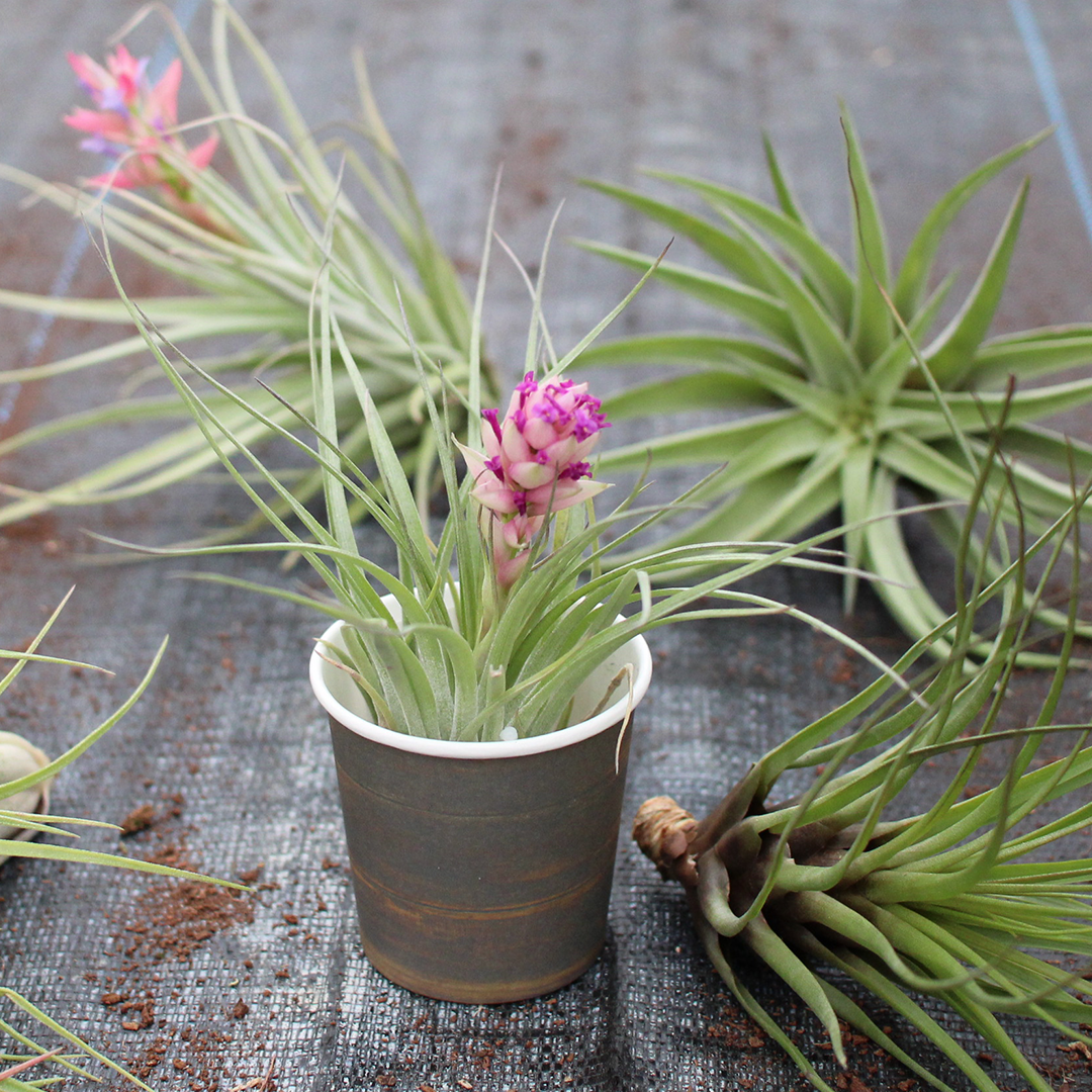 Air Plants Collection ( PACK 32 ASSORTED)