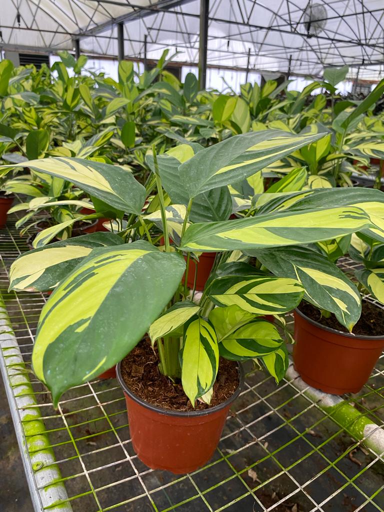 6" Calathea Pilosa