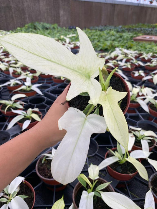 Philodendron Ghost Mint