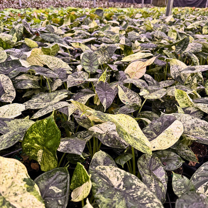 4” Alocasia Dragon Scale (Mint Variegated) (High Variegation)