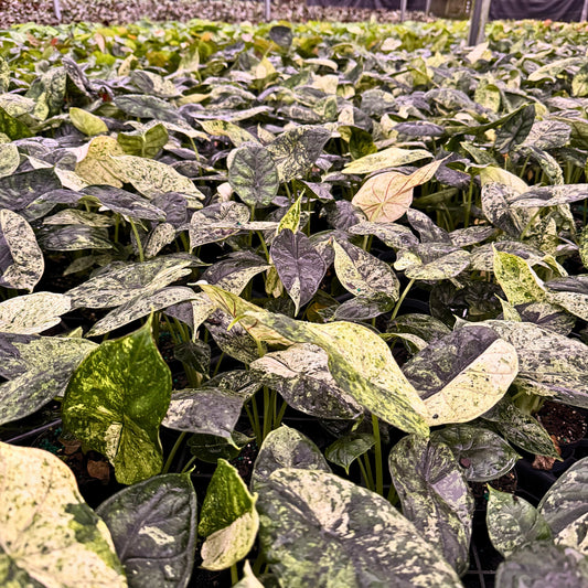 4” Alocasia Dragon Scale (Mint Variegated) (High Variegation)