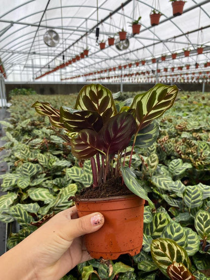 4” Calathea Makayona