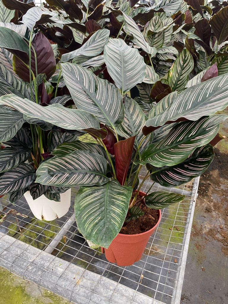 8” Calathea Ornata