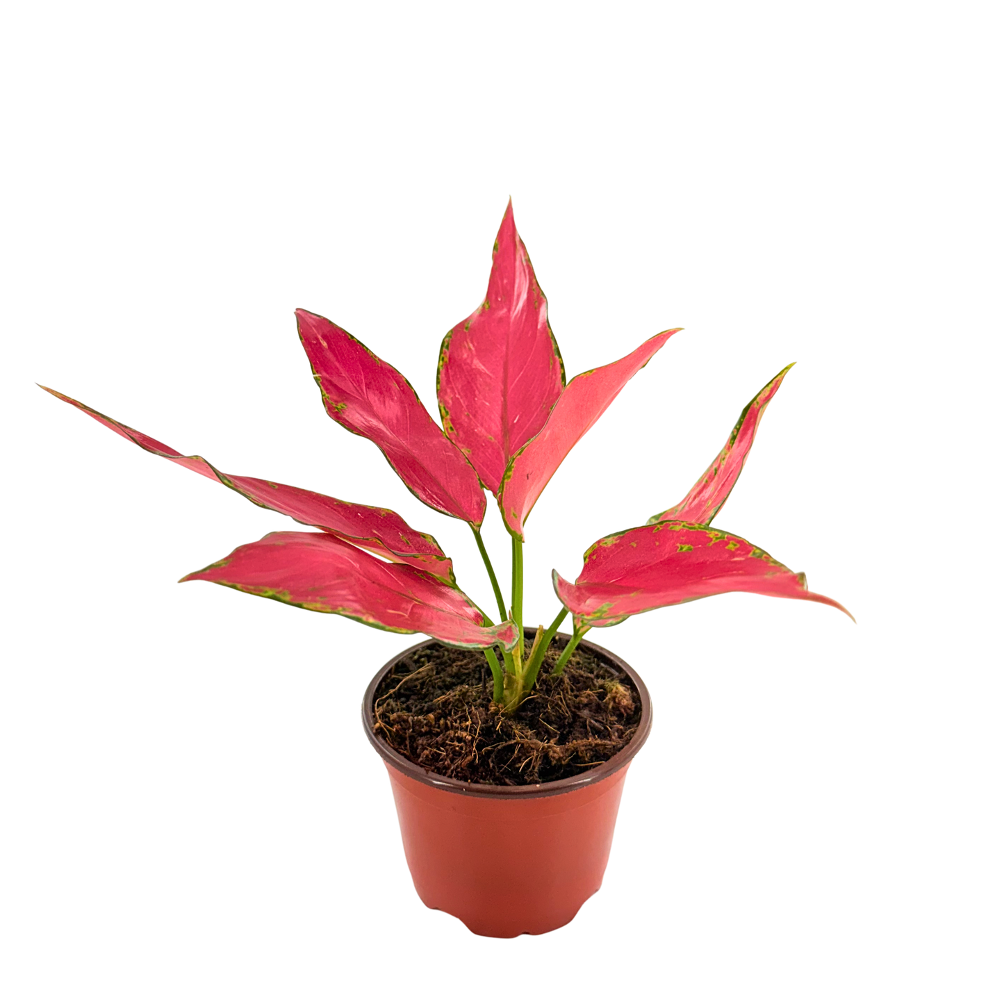 4" Aglaonema Rubi Garuda