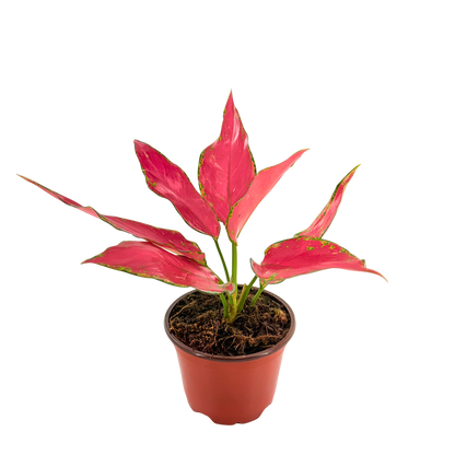 4" Aglaonema Rubi Garuda