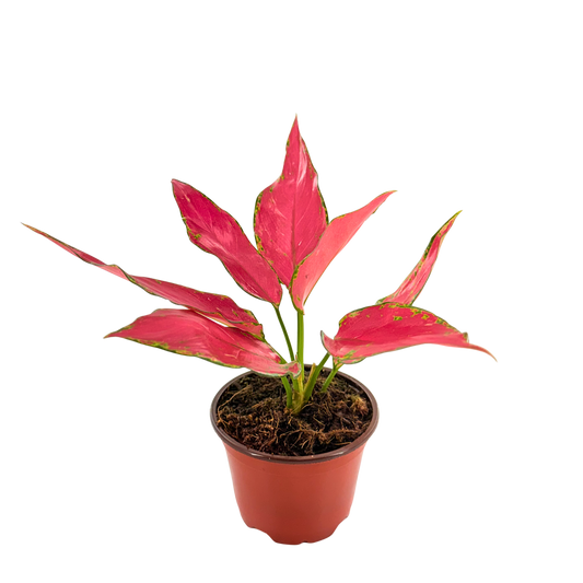 4" Aglaonema Rubi Garuda