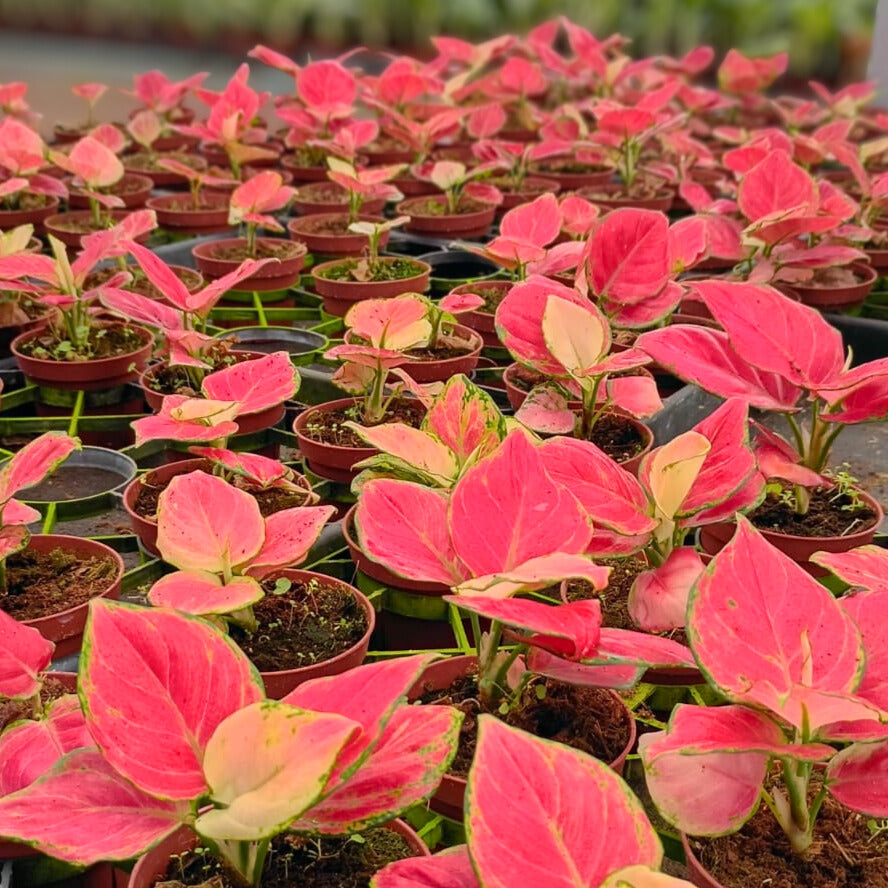 4" Aglaonema Geely Red