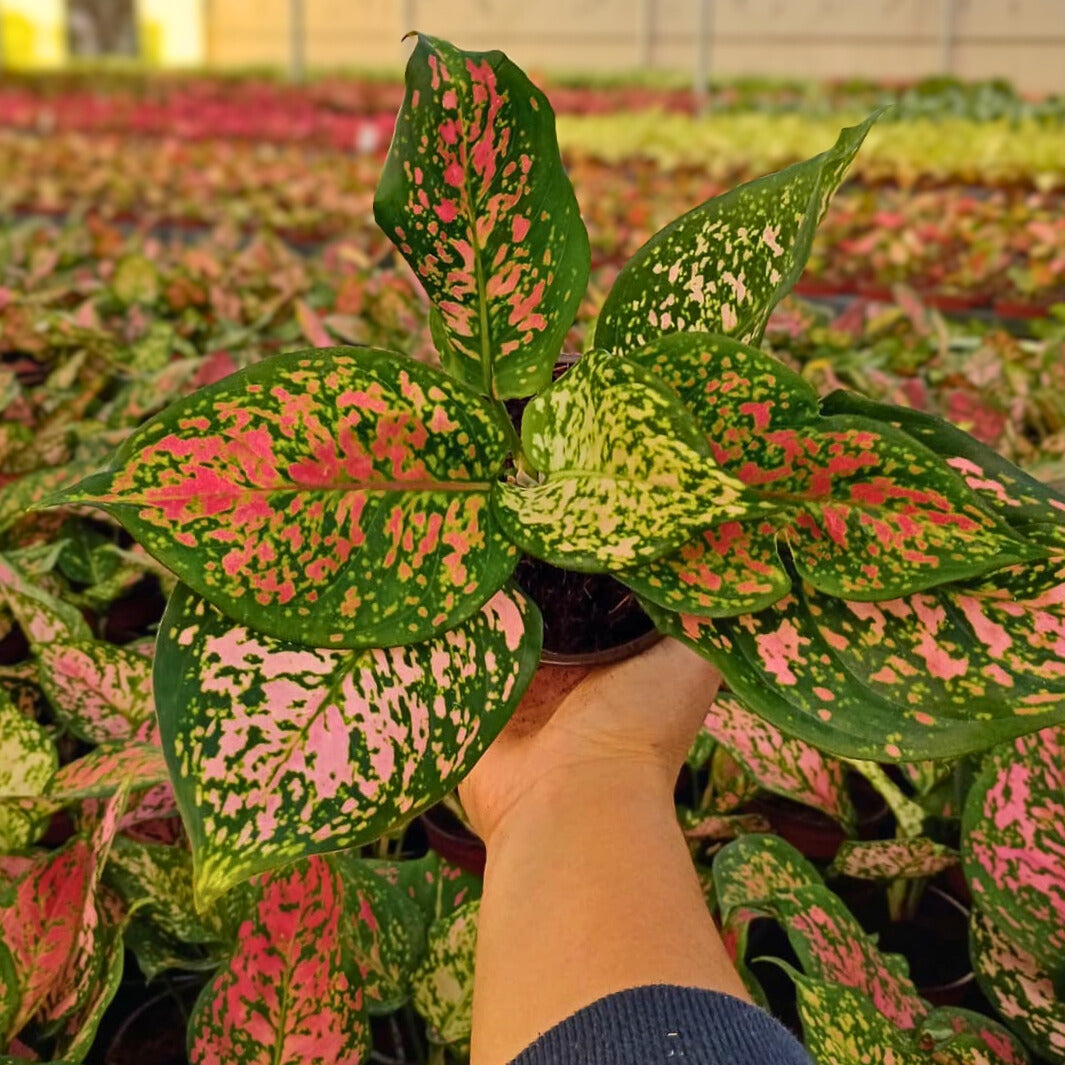 4" Aglaonema Katrina