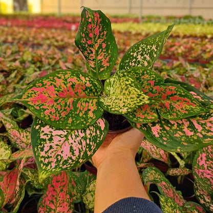 4" Aglaonema Katrina