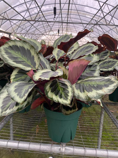 8” Calathea Shine Star