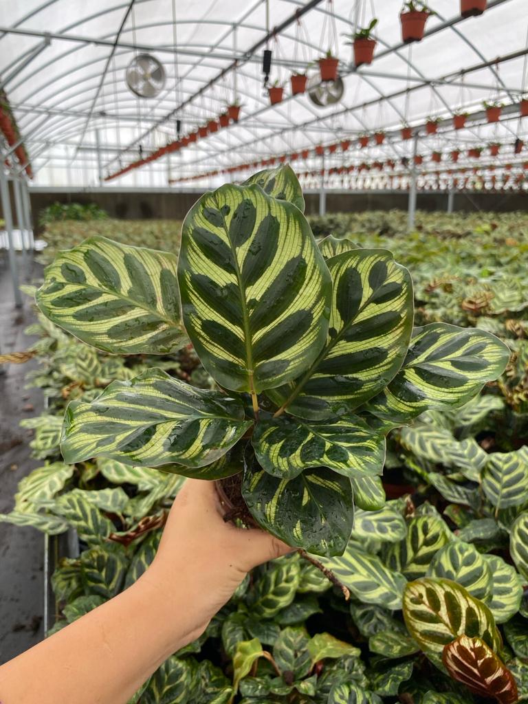 4” Calathea Makayona