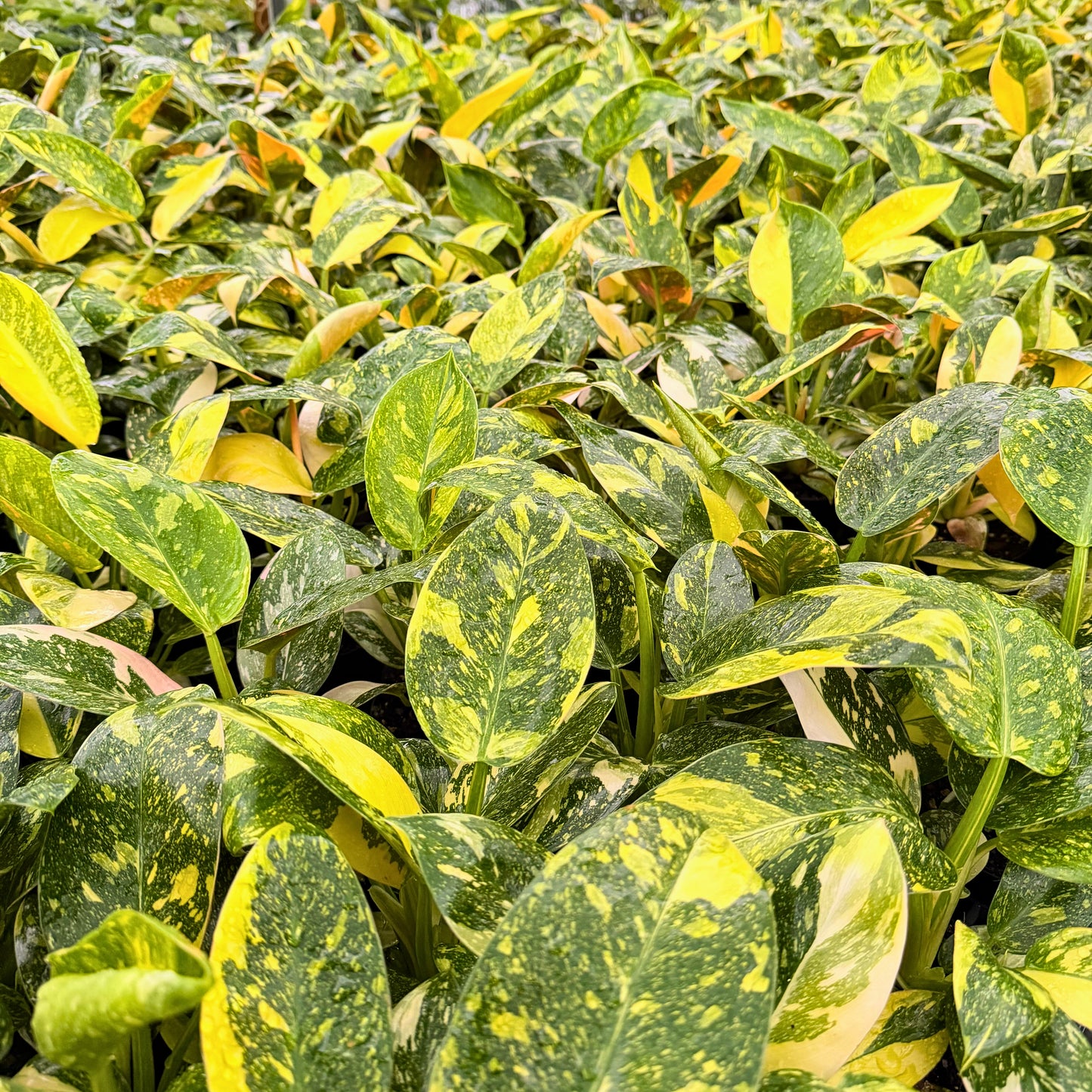 4" Philodendron Green Congo Varigated (High Variegation)