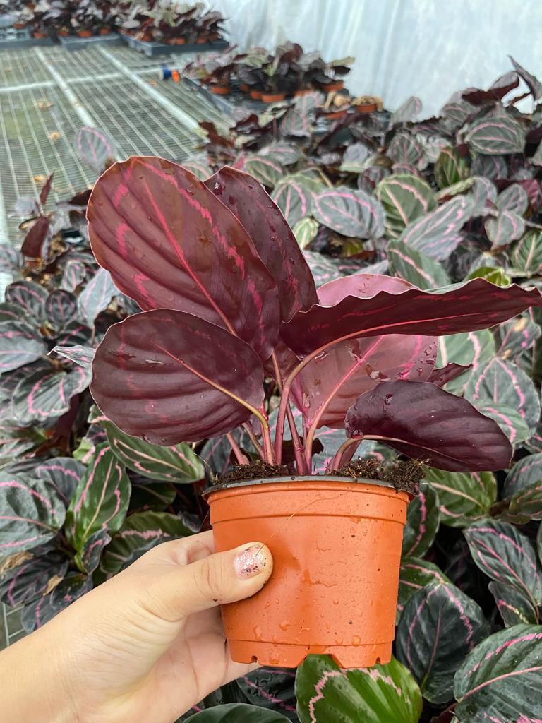 4” Calathea Rosceapicta Dottie