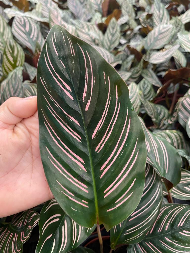 6” Calathea Ornata