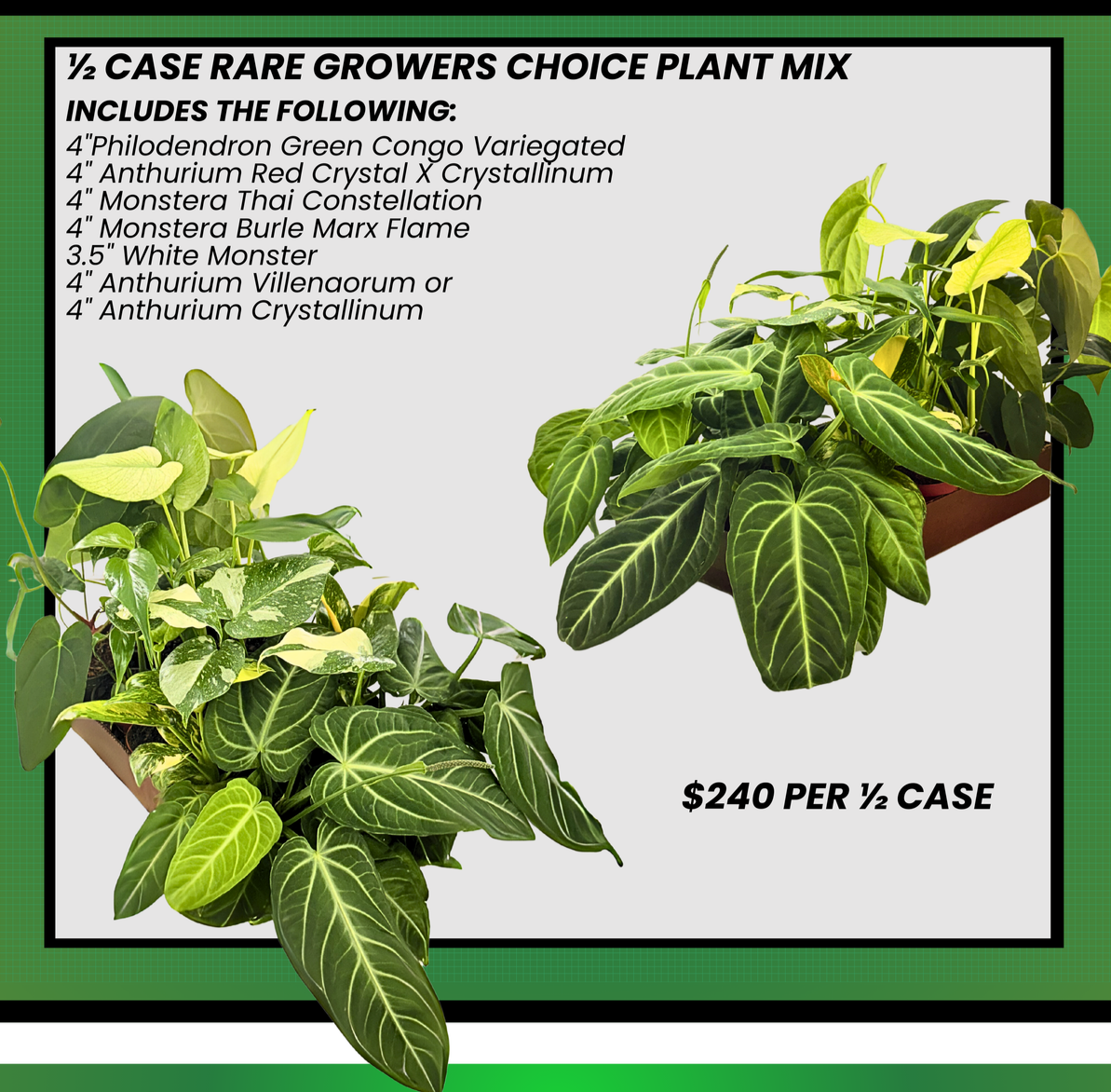 4" Rare Plant Collection Mix (Grower's Choice)