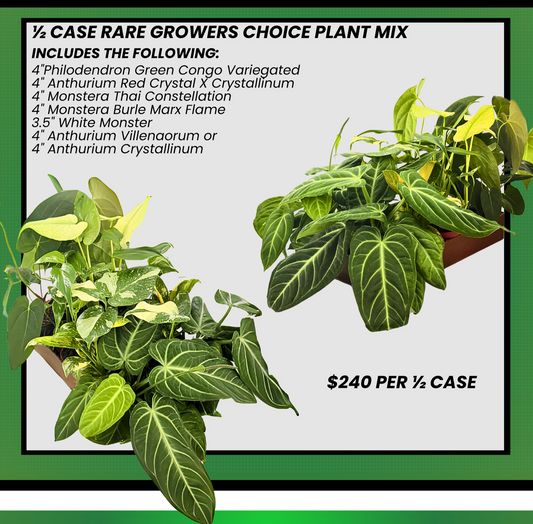 4" Rare Plant Collection Mix (Grower's Choice)