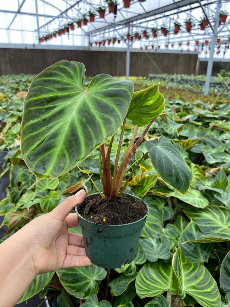 4" Philodendron Verrucosum