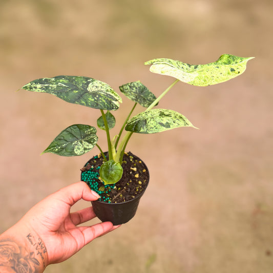 4” Alocasia Dragon Scale (Mint Variegated) (High Variegation)