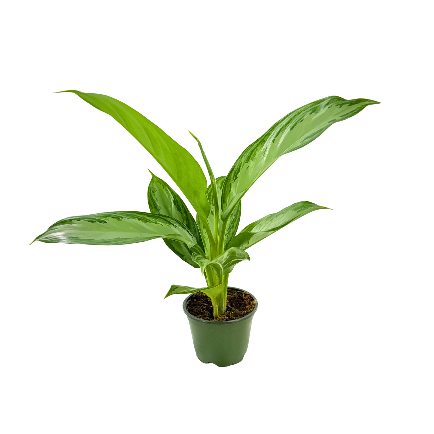4" Aglaonema Silver Bay