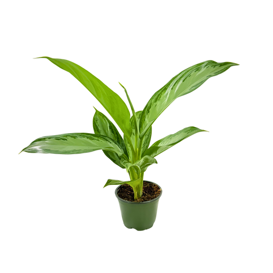 4" Aglaonema Silver Bay
