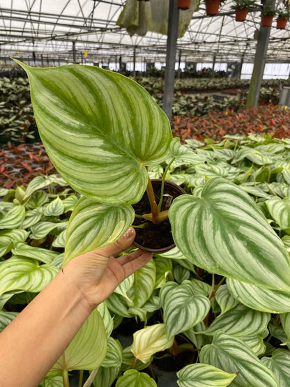 4” Philodendron Pastazanum Silver