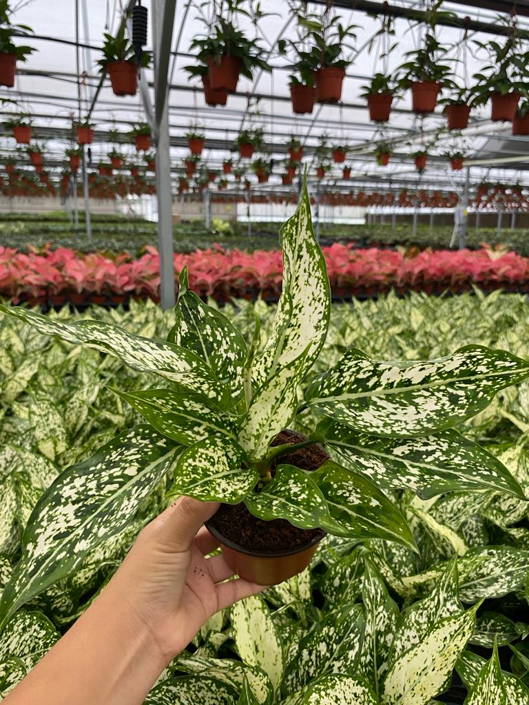 4" Aglaonema Snow white