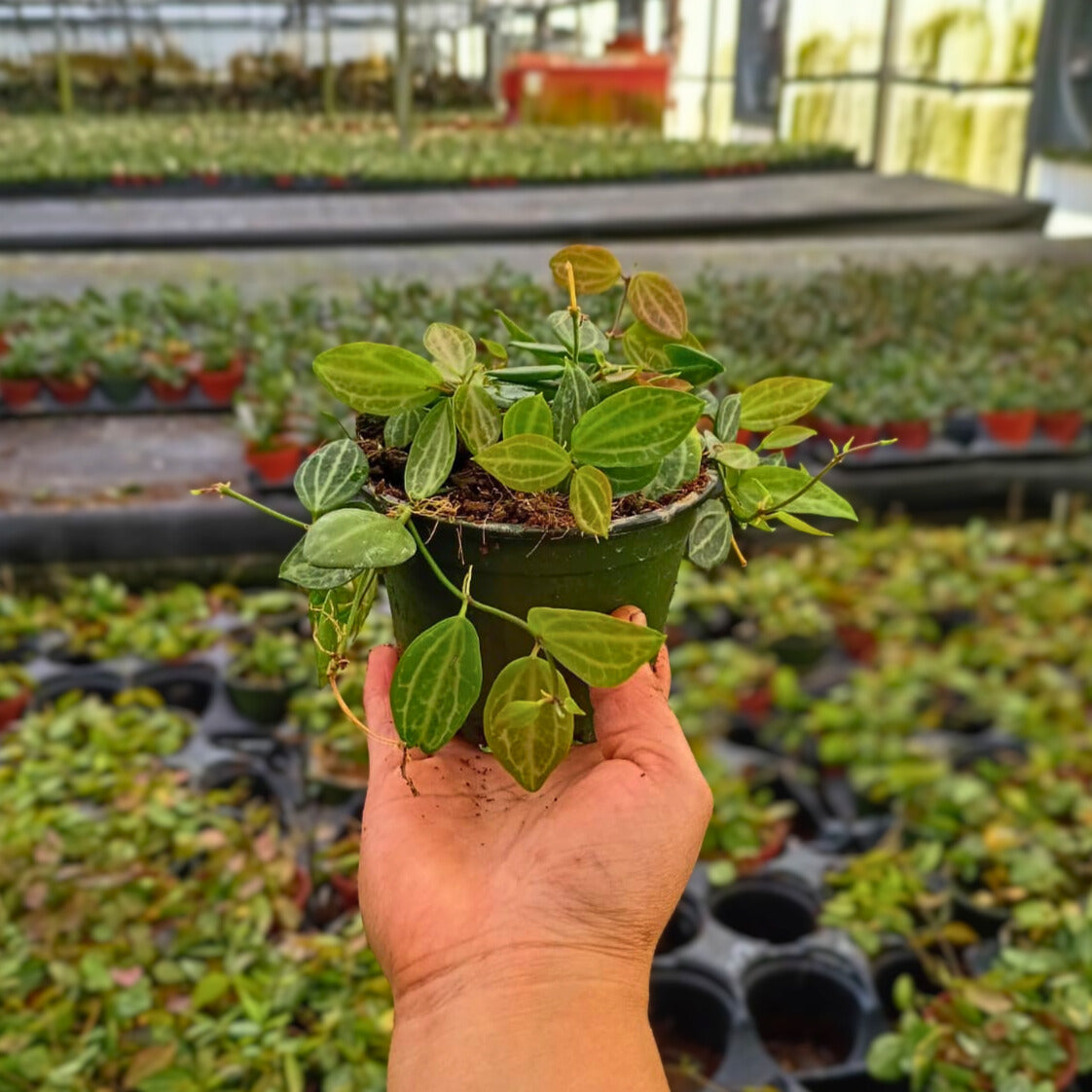 4" Dischidia Ovata Melon