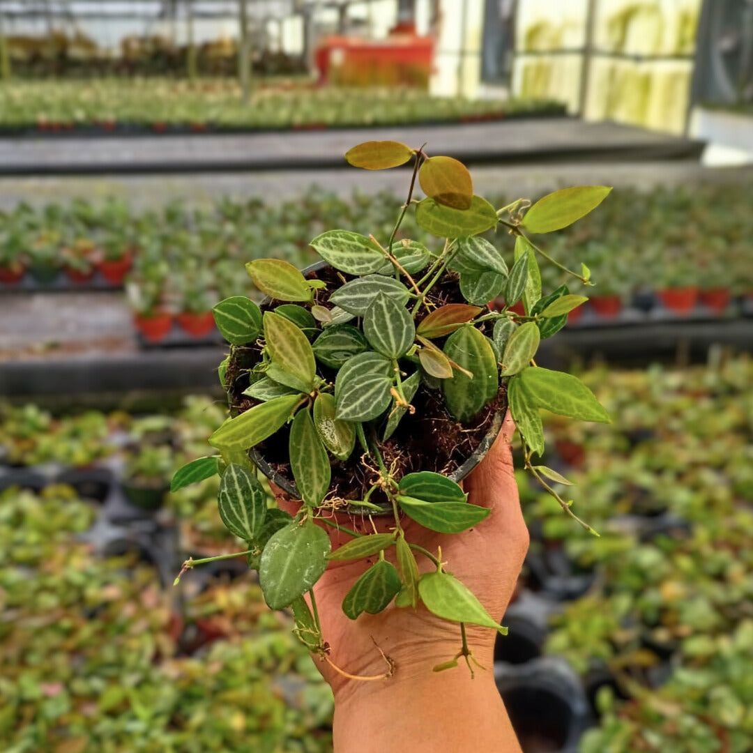 4" Dischidia Ovata Melon