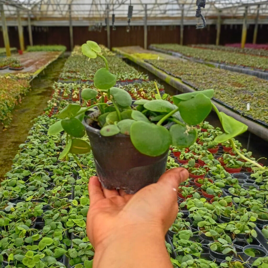 4" Dischidia Platyphylla