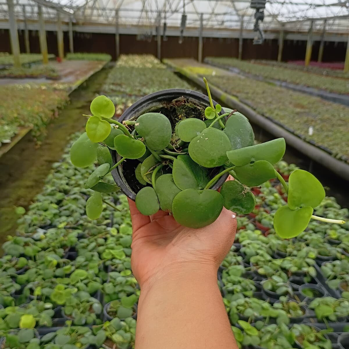 4" Dischidia Platyphylla