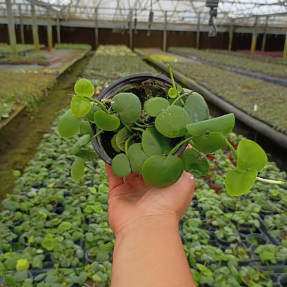 4" Dischidia Platyphylla