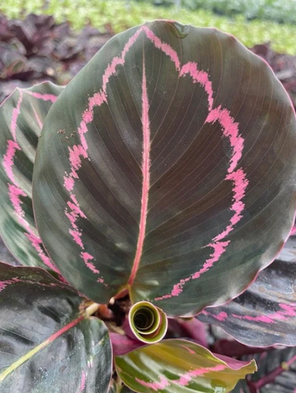 4” Calathea Rosceapicta Dottie