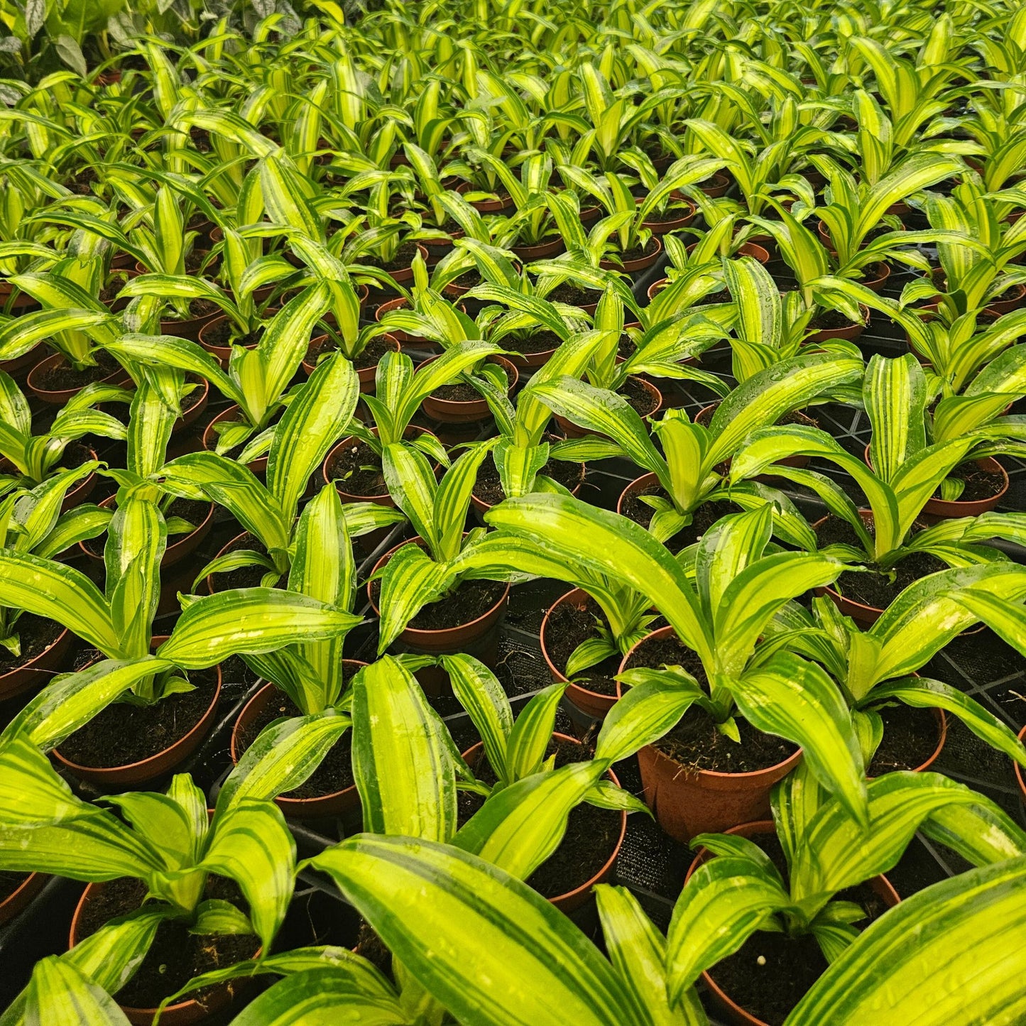 4” Dracaena Marley